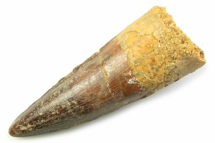 Fossil Spinosaurus Tooth - Real Fossil Tooth #357693